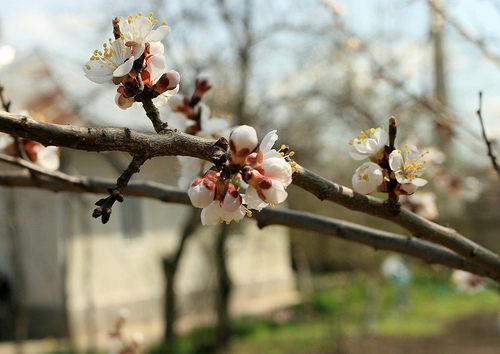 Floare de mar