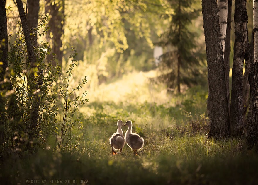 animal-children-photography-elena-shumilova-2-22